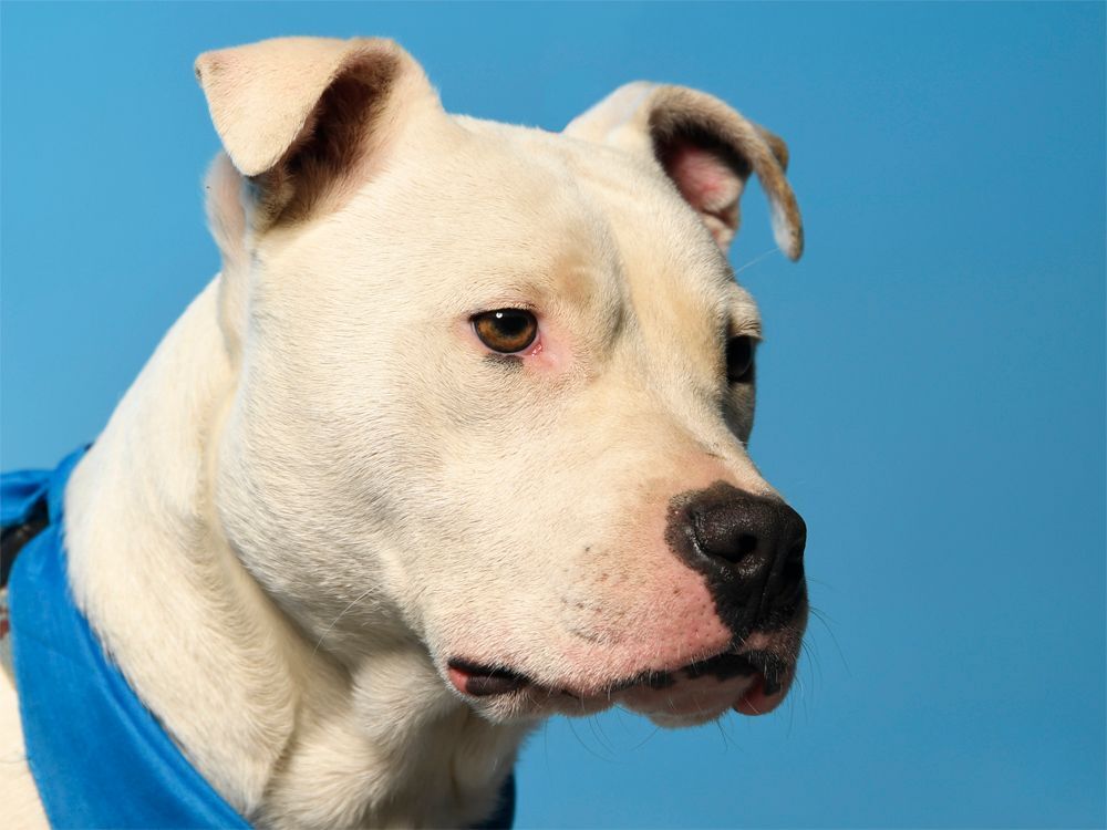 Banjo - $100, an adoptable Pit Bull Terrier in Cookeville, TN, 38506 | Photo Image 3
