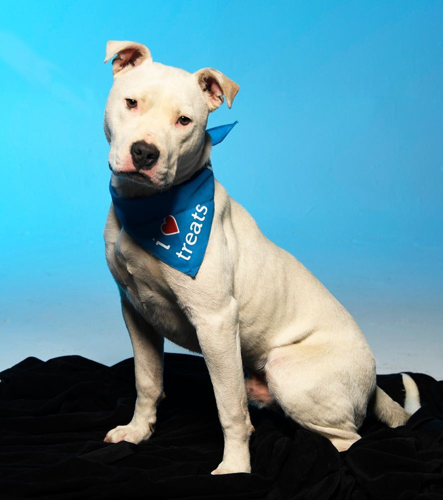 Banjo - $100, an adoptable Pit Bull Terrier in Cookeville, TN, 38506 | Photo Image 5