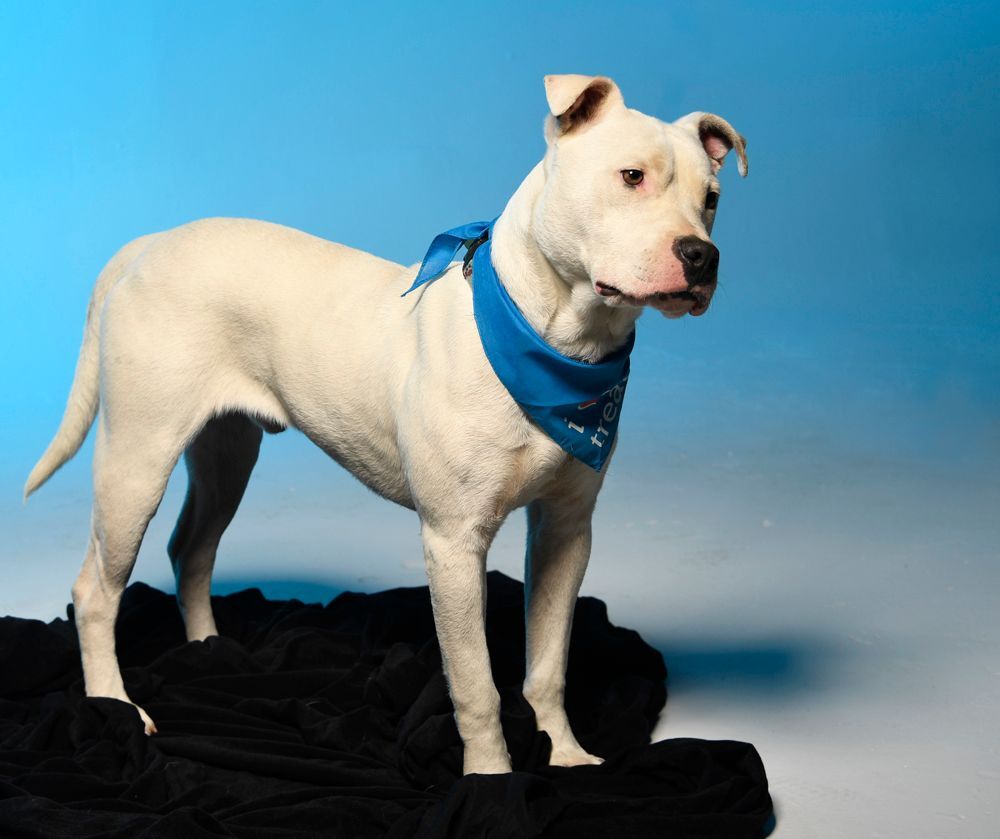 Banjo - $100, an adoptable Pit Bull Terrier in Cookeville, TN, 38506 | Photo Image 6