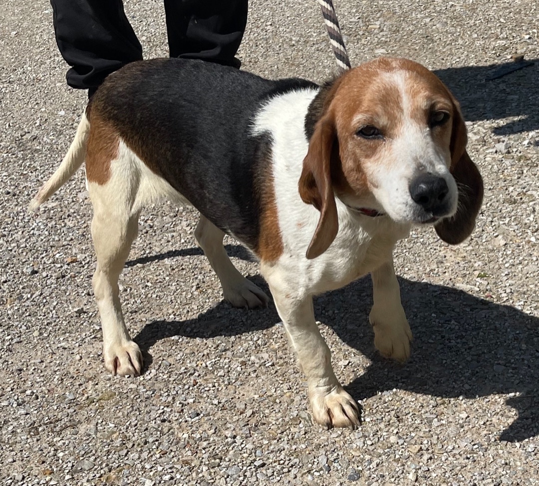 TESSIEâ€”HEARTWORM NEGATIVE, SUPER DUPER SWEET, PUREBRED BEAGLE GIRL