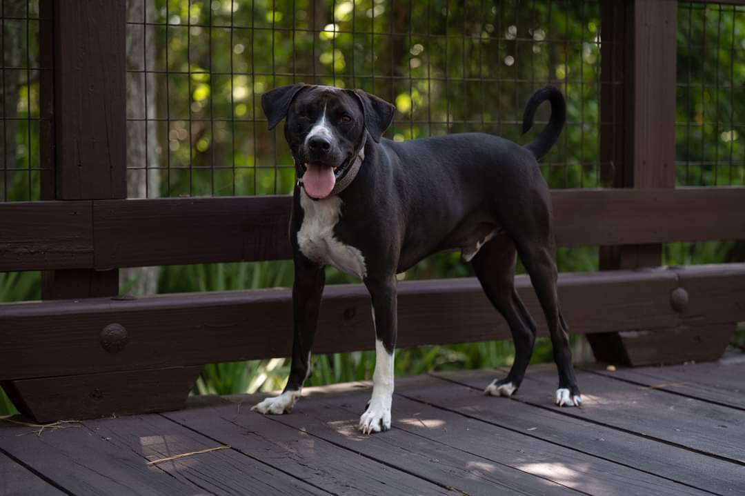Rex, an adoptable Black Labrador Retriever in Saint Augustine, FL, 32086 | Photo Image 2