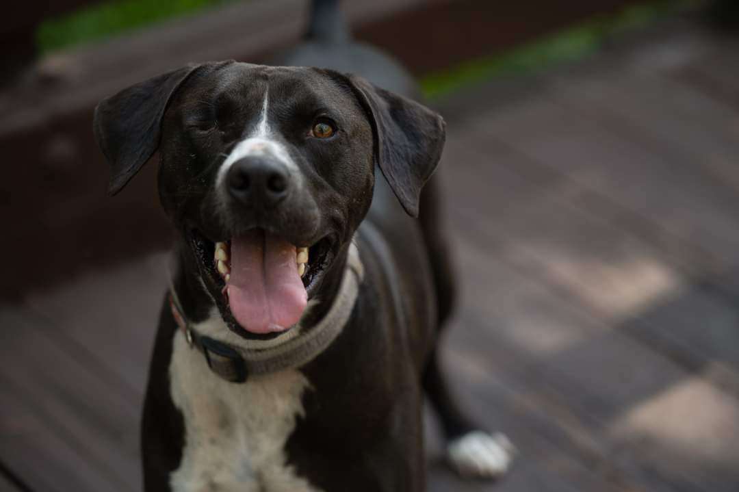 Rex, an adoptable Black Labrador Retriever in Saint Augustine, FL, 32086 | Photo Image 3