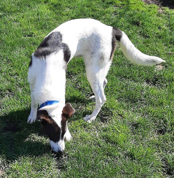 Catahoula border collie lab hot sale mix