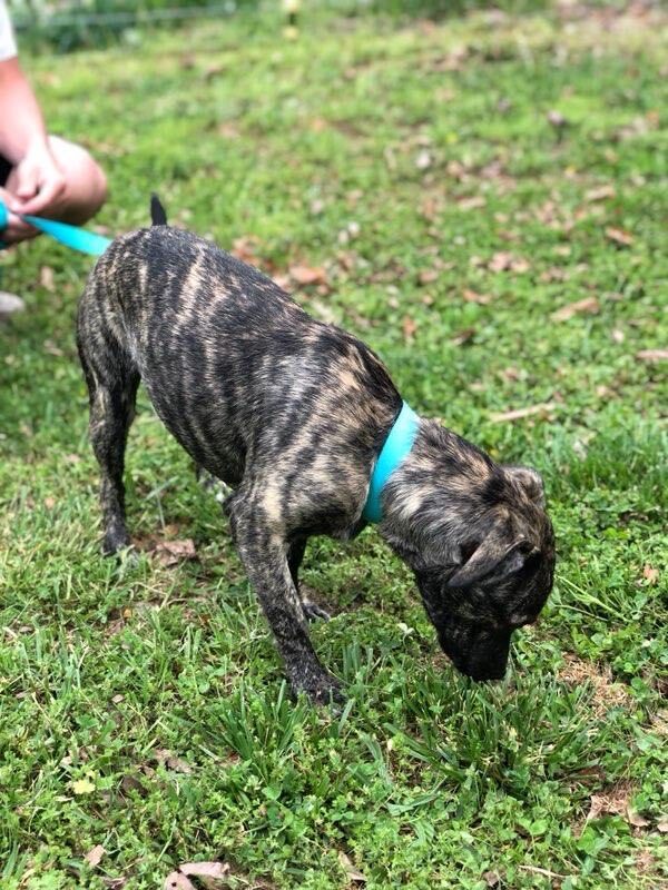 Dog for adoption - Mallory, a Plott Hound & Mountain Cur Mix in Bristol ...