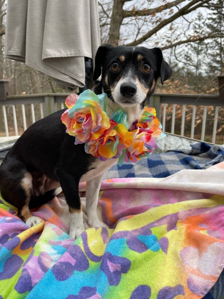 Frannie (Event Sunday 1-4-Premier Pet Supply Southfield-13 Mile, an adopted Chihuahua & Rat Terrier Mix in White Lake, MI_image-4