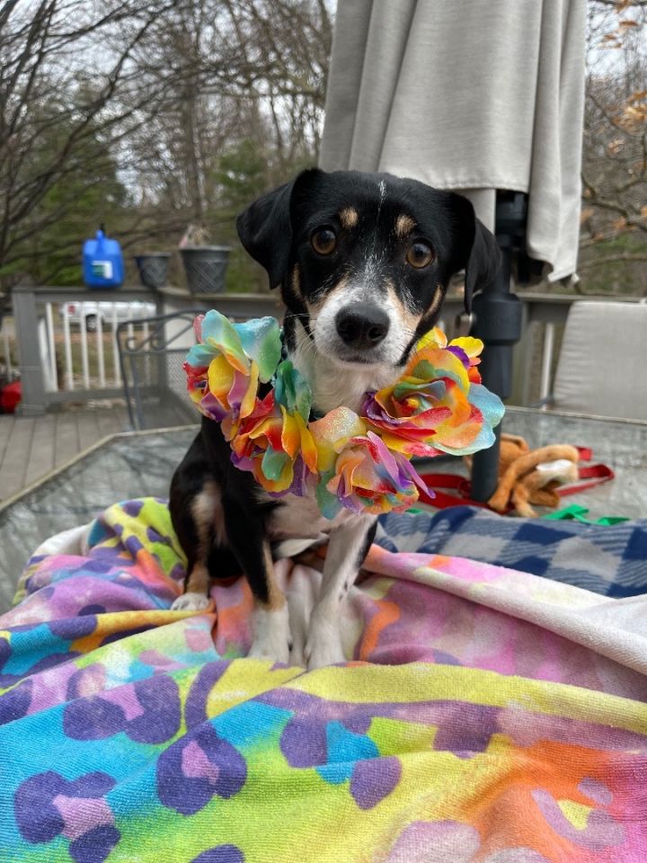 Frannie (Event Sunday 1-4-Premier Pet Supply Southfield-13 Mile, an adopted Chihuahua & Rat Terrier Mix in White Lake, MI_image-5