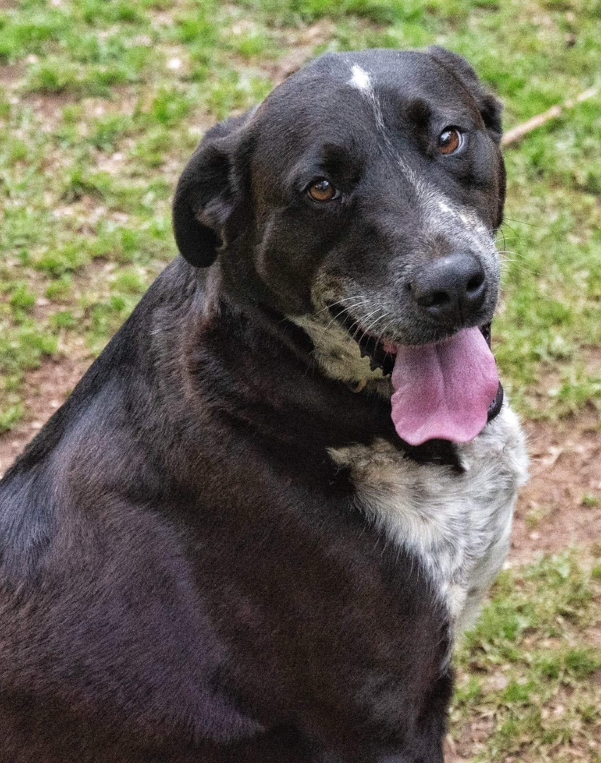 Chase, an adoptable Mixed Breed in Hickory Flat, MS, 38633 | Photo Image 1