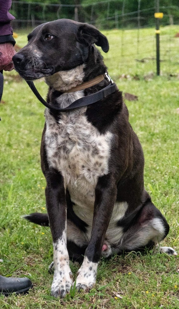 Chase, an adoptable Mixed Breed in Hickory Flat, MS, 38633 | Photo Image 3