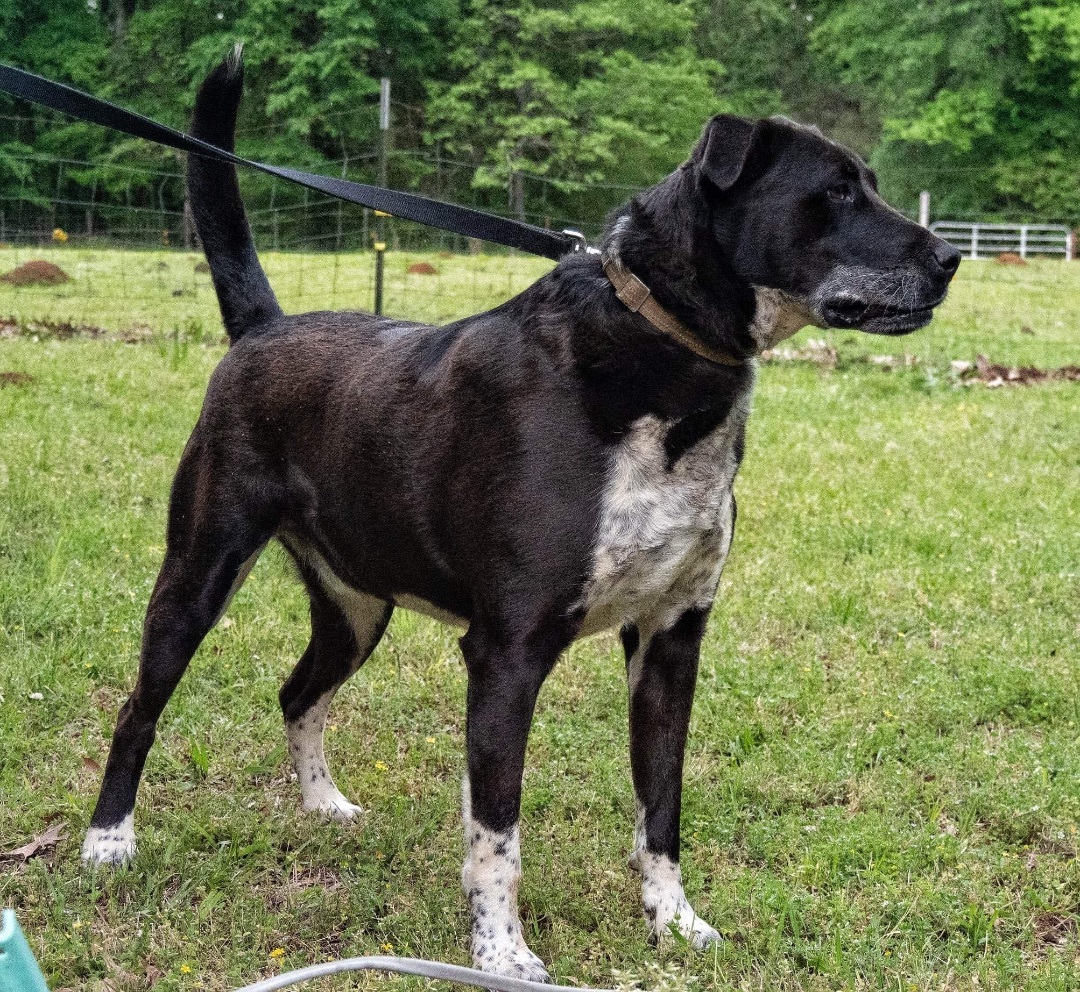 Chase, an adoptable Mixed Breed in Hickory Flat, MS, 38633 | Photo Image 4