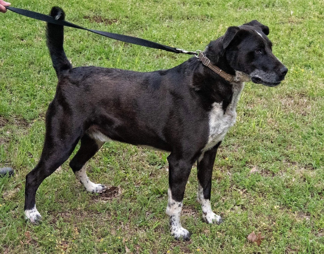 Chase, an adoptable Mixed Breed in Hickory Flat, MS, 38633 | Photo Image 5