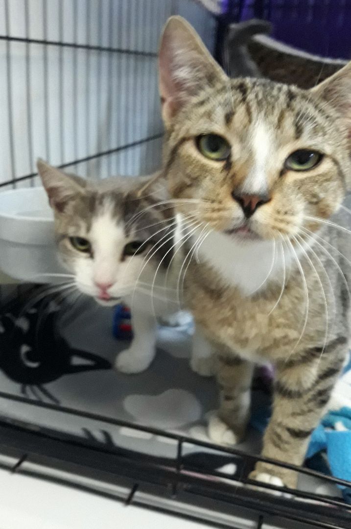 Pierre & Mitchell (bonded pair), an adoptable Domestic Long Hair & Tabby Mix in Germansville, PA_image-2