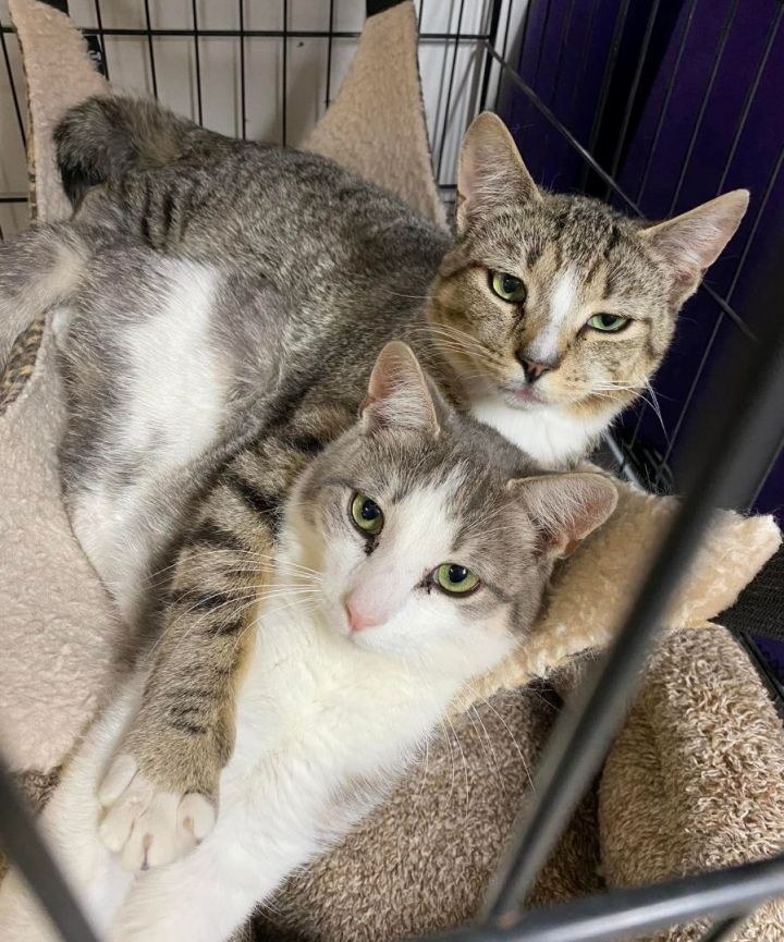 Pierre & Mitchell (bonded pair), an adoptable Domestic Long Hair & Tabby Mix in Germansville, PA_image-1
