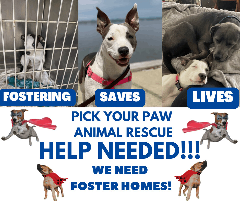 Fosters needed!