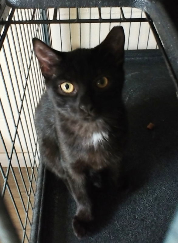 Cecile, an adoptable Domestic Short Hair in Ocala, FL, 34482 | Photo Image 1