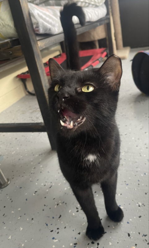 Cecile, an adoptable Domestic Short Hair in Ocala, FL, 34482 | Photo Image 2