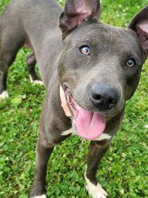 Poe, Young Female American Staffordshire Terrier