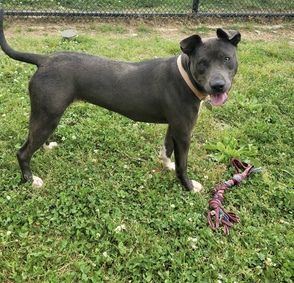 Poe, an adoptable American Staffordshire Terrier, Catahoula Leopard Dog in Chattanooga, TN, 37415 | Photo Image 2