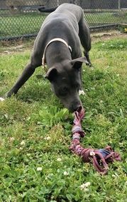 Poe, an adoptable American Staffordshire Terrier, Catahoula Leopard Dog in Chattanooga, TN, 37415 | Photo Image 3