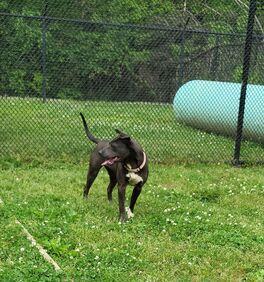 Poe, an adoptable American Staffordshire Terrier, Catahoula Leopard Dog in Chattanooga, TN, 37415 | Photo Image 5