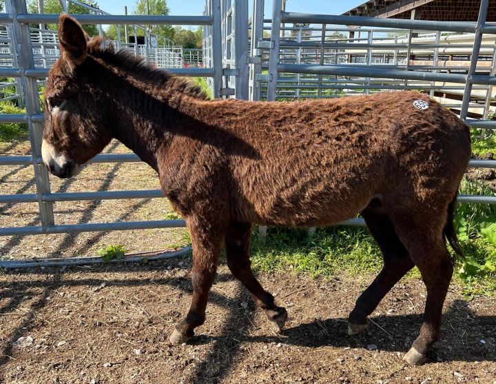 Leonardo (Unavailable), an adoptable Donkey in Hohenwald , TN_image-1