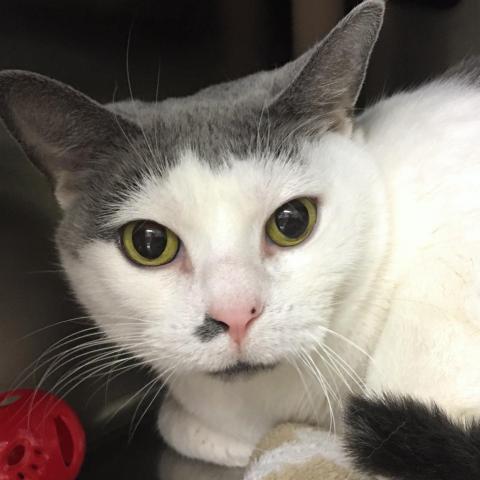 Mouse, an adoptable Domestic Short Hair in Springfield, IL, 62702 | Photo Image 2