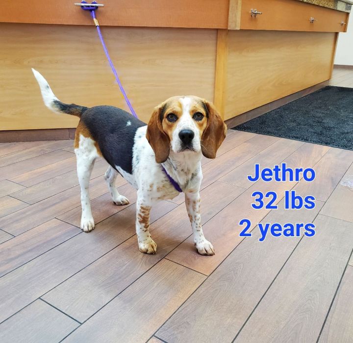 Jethro, an adopted Beagle in Naperville, IL_image-1