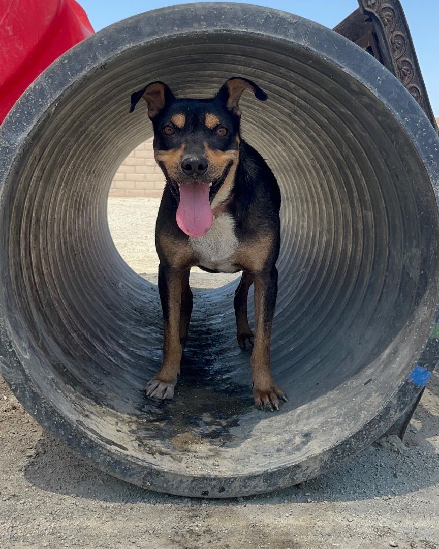 Dante, an adoptable Doberman Pinscher, Pit Bull Terrier in Visalia, CA, 93277 | Photo Image 4
