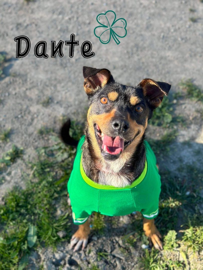 Dante, an adoptable Doberman Pinscher, Pit Bull Terrier in Visalia, CA, 93277 | Photo Image 6