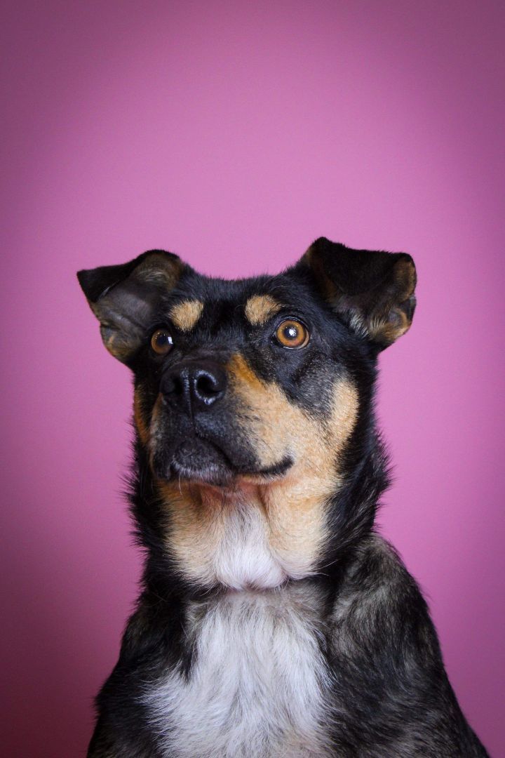 Dante, an adoptable Doberman Pinscher, Pit Bull Terrier in Visalia, CA, 93277 | Photo Image 6