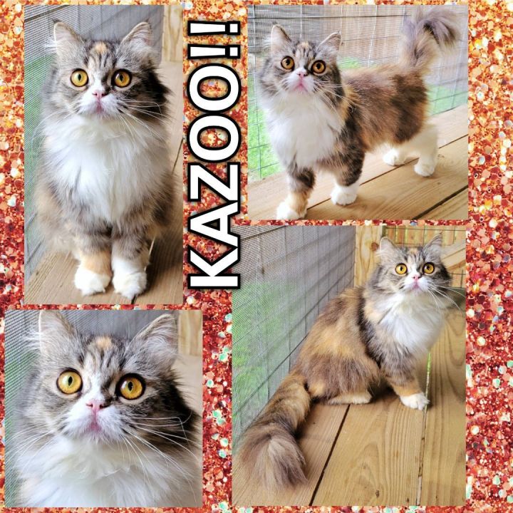 Kazoo, an adopted Persian in Converse, TX_image-5