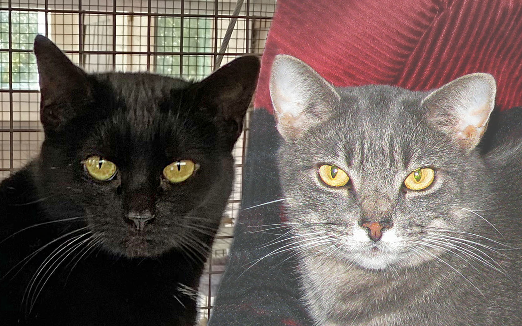 Sammy and Sadie, an adoptable Domestic Short Hair in E Falmouth, MA, 02536 | Photo Image 1