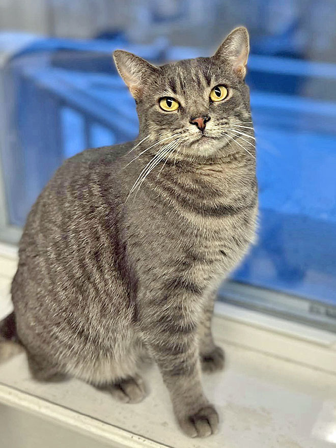 Sammy and Sadie, an adoptable Domestic Short Hair in E Falmouth, MA, 02536 | Photo Image 2