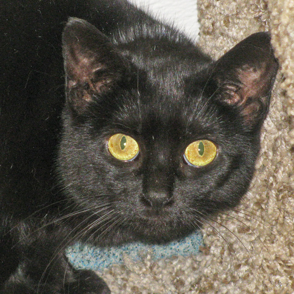 Sammy and Sadie, an adoptable Domestic Short Hair in E Falmouth, MA, 02536 | Photo Image 3