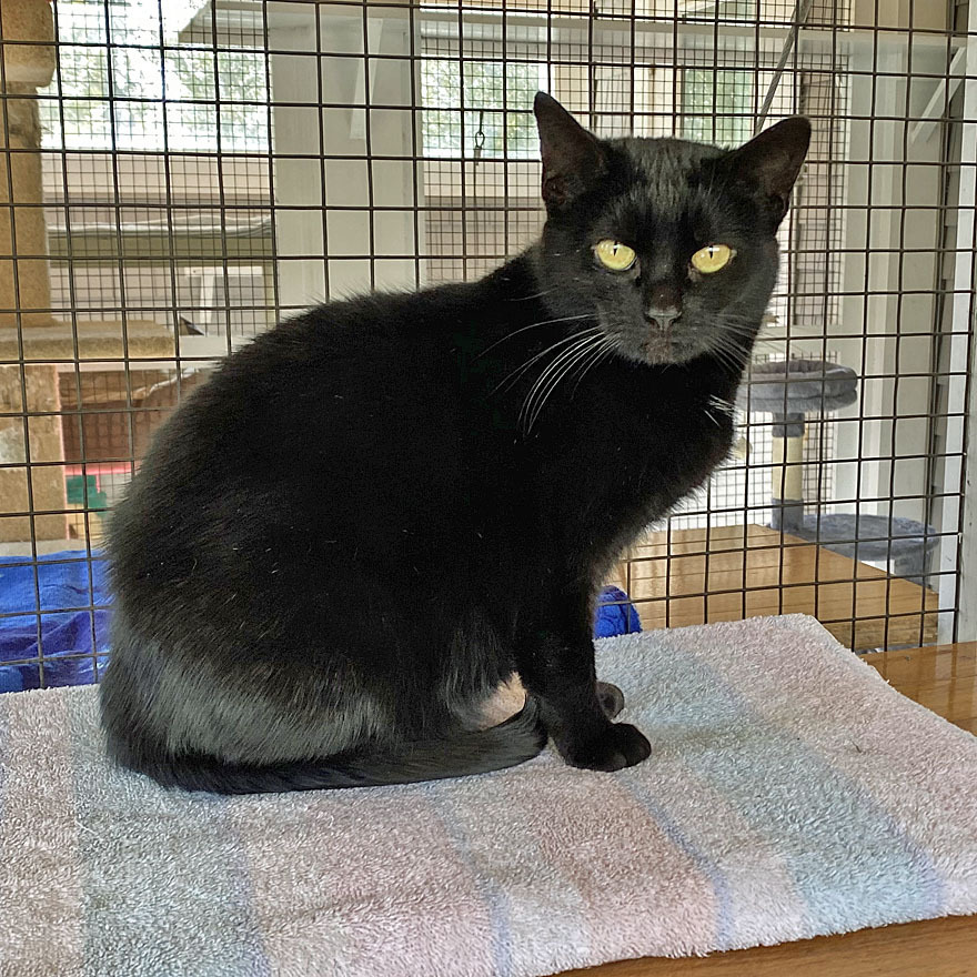 Sammy and Sadie, an adoptable Domestic Short Hair in E Falmouth, MA, 02536 | Photo Image 4