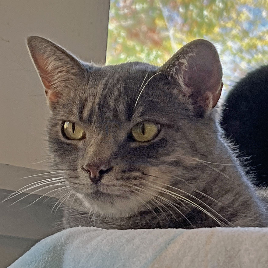 Sammy and Sadie, an adoptable Domestic Short Hair in E Falmouth, MA, 02536 | Photo Image 5