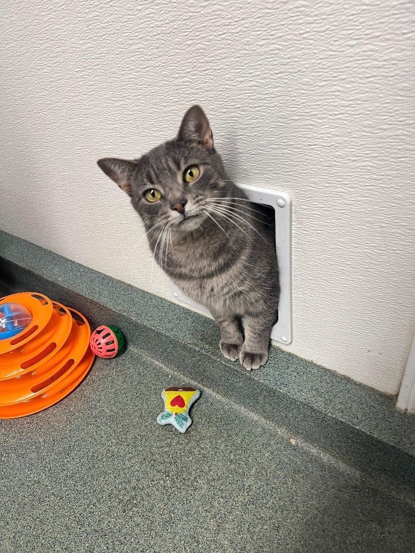 Sammy and Sadie, an adoptable Domestic Short Hair in E Falmouth, MA, 02536 | Photo Image 6