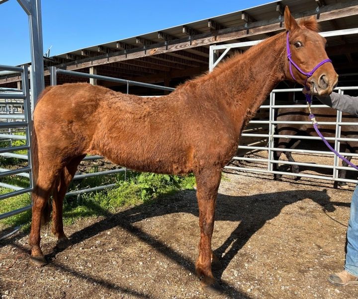 Lucy (Quarantine), an adoptable Saddlebred in Hohenwald , TN_image-1