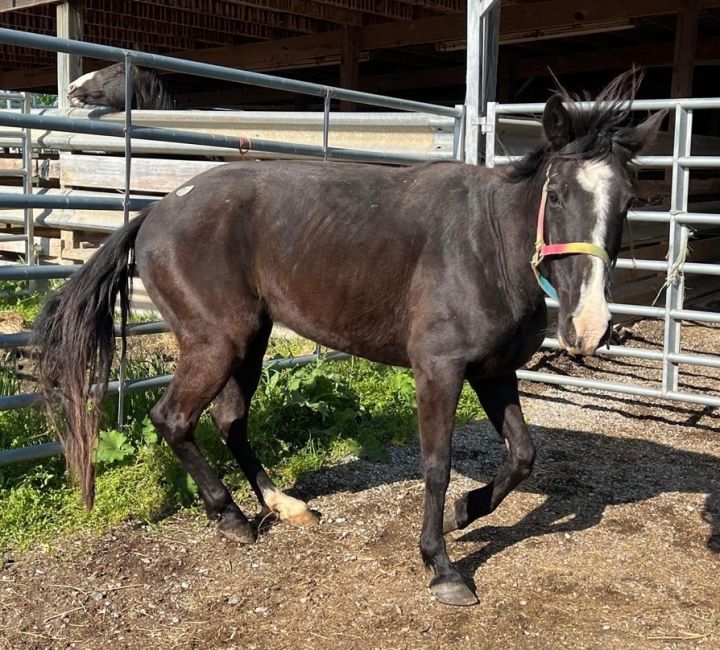 Flicka (Unavailable), an adoptable Tennessee Walker in Hohenwald , TN_image-1