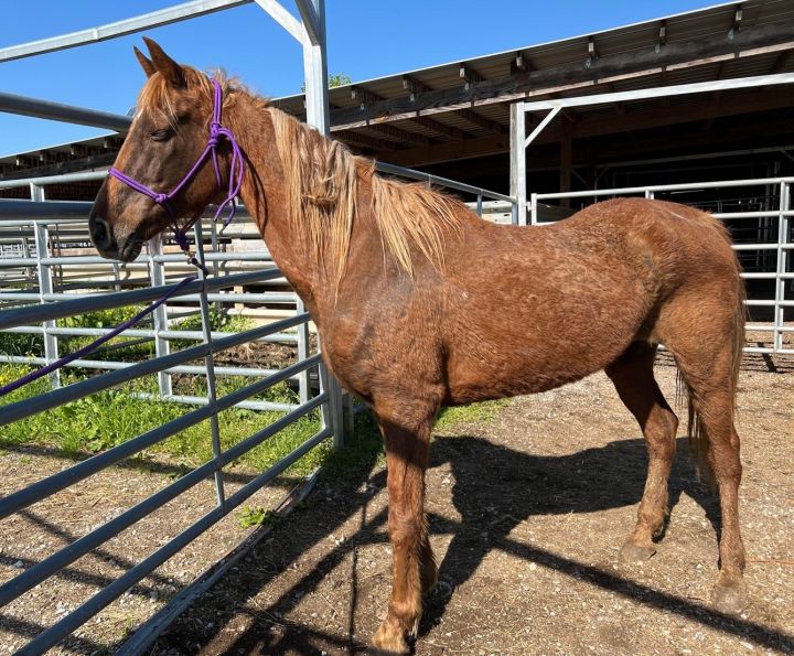 Ginger (Quarantine), an adoptable Tennessee Walker in Hohenwald , TN_image-1