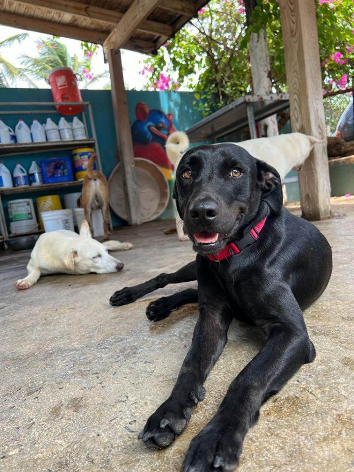 Love , an adoptable Labrador Retriever Mix in Loiza, PR_image-2
