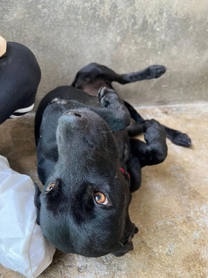 Love , an adoptable Labrador Retriever Mix in Loiza, PR_image-3