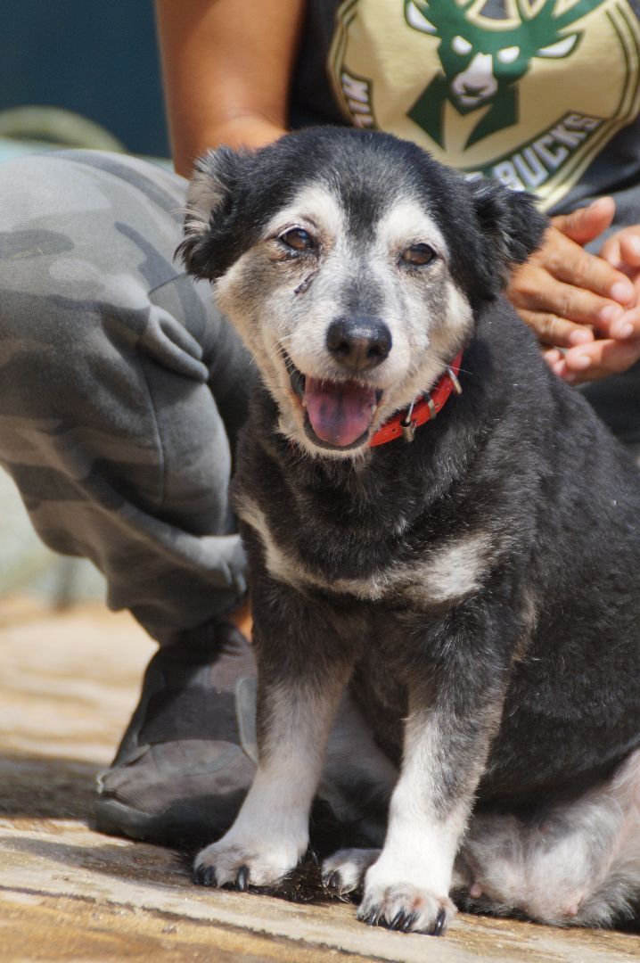 Kiki, an adoptable Pomeranian & Chihuahua Mix in Loiza, PR_image-3