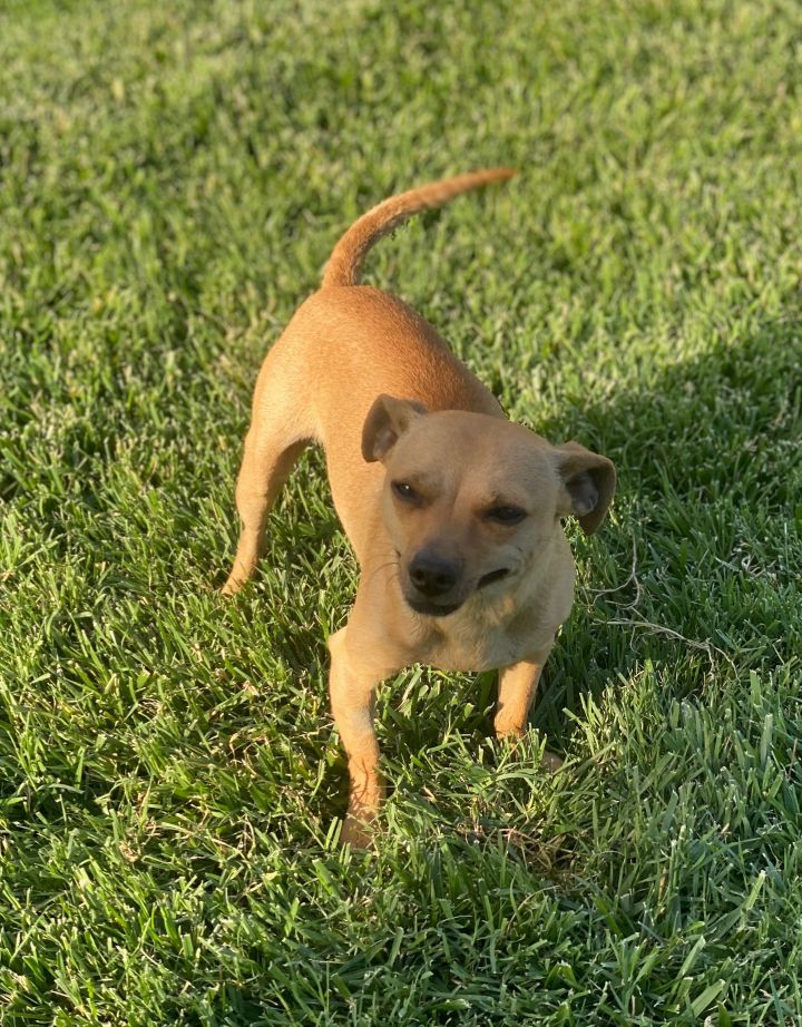 modesto animal shelter adoptable dogs