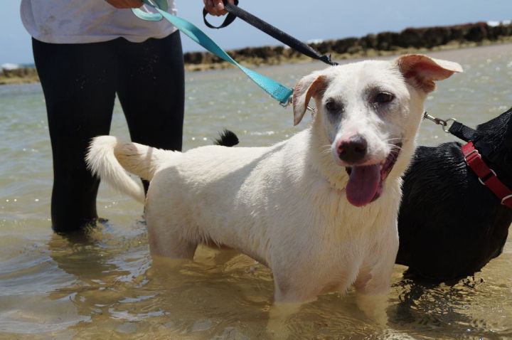 Nube , an adoptable Husky & Labrador Retriever Mix in Loiza, PR_image-2