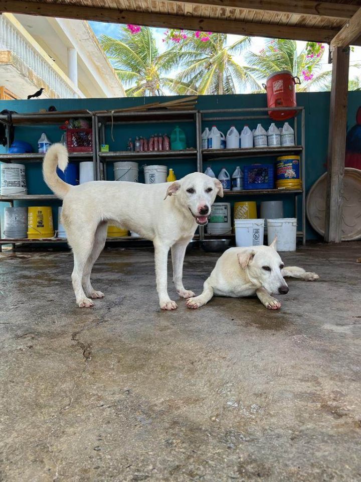 Nube , an adoptable Husky & Labrador Retriever Mix in Loiza, PR_image-1