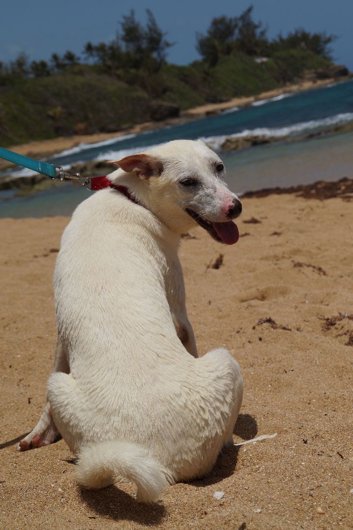 Nube , an adopted Husky Mix in Loiza, PR_image-3