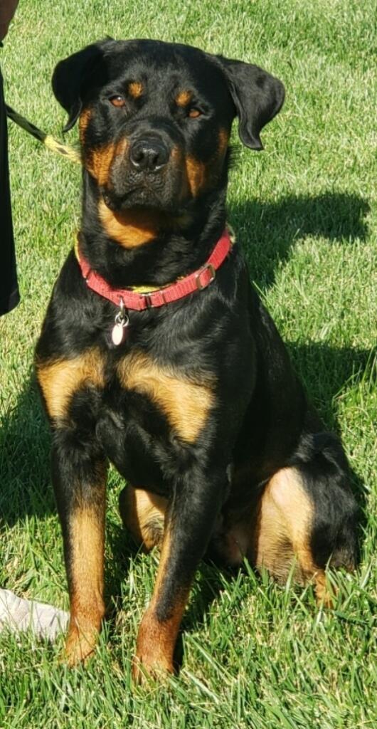 Tank2, an adoptable Rottweiler in Lincoln, NE_image-1