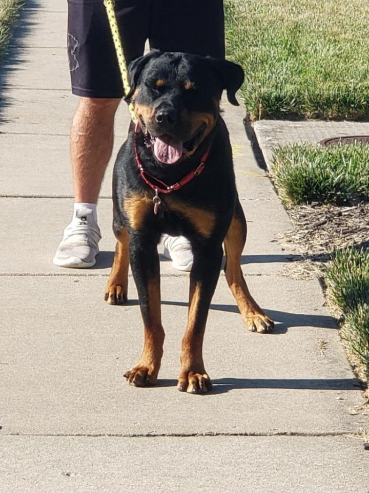 Tank2, an adoptable Rottweiler in Lincoln, NE_image-2