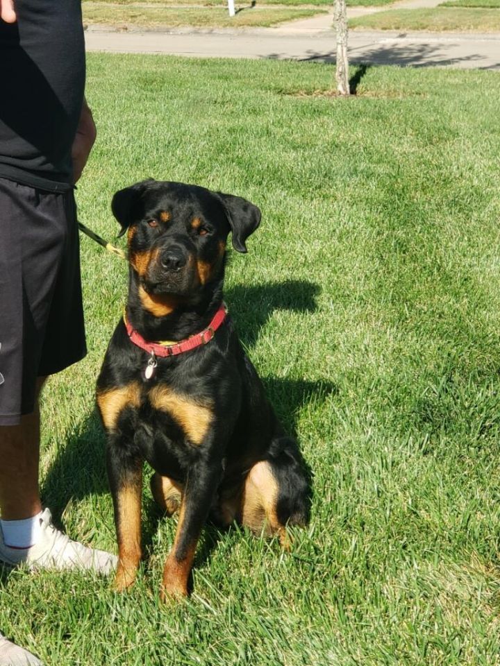 Tank2, an adoptable Rottweiler in Lincoln, NE_image-3