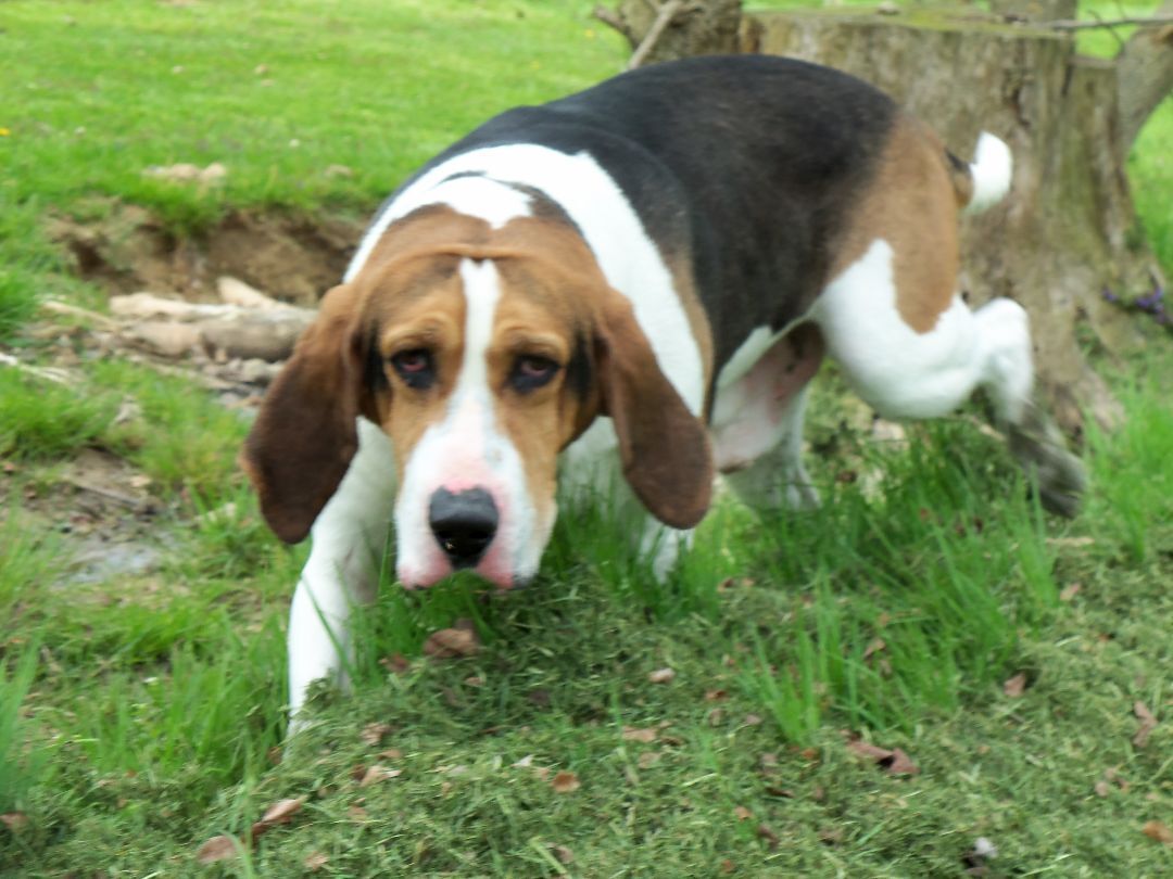 Freddie, an adoptable Coonhound in Osgood, IN, 47037 | Photo Image 2